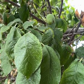 Photo of the plant species Mexican Plum by @PetBlueech52 named Sanders on Greg, the plant care app