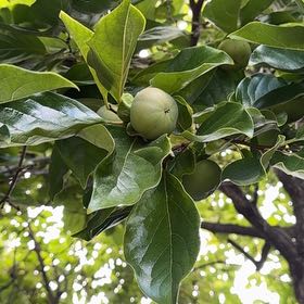 Photo of the plant species Persimmon by @PetBlueech52 named Einstein on Greg, the plant care app