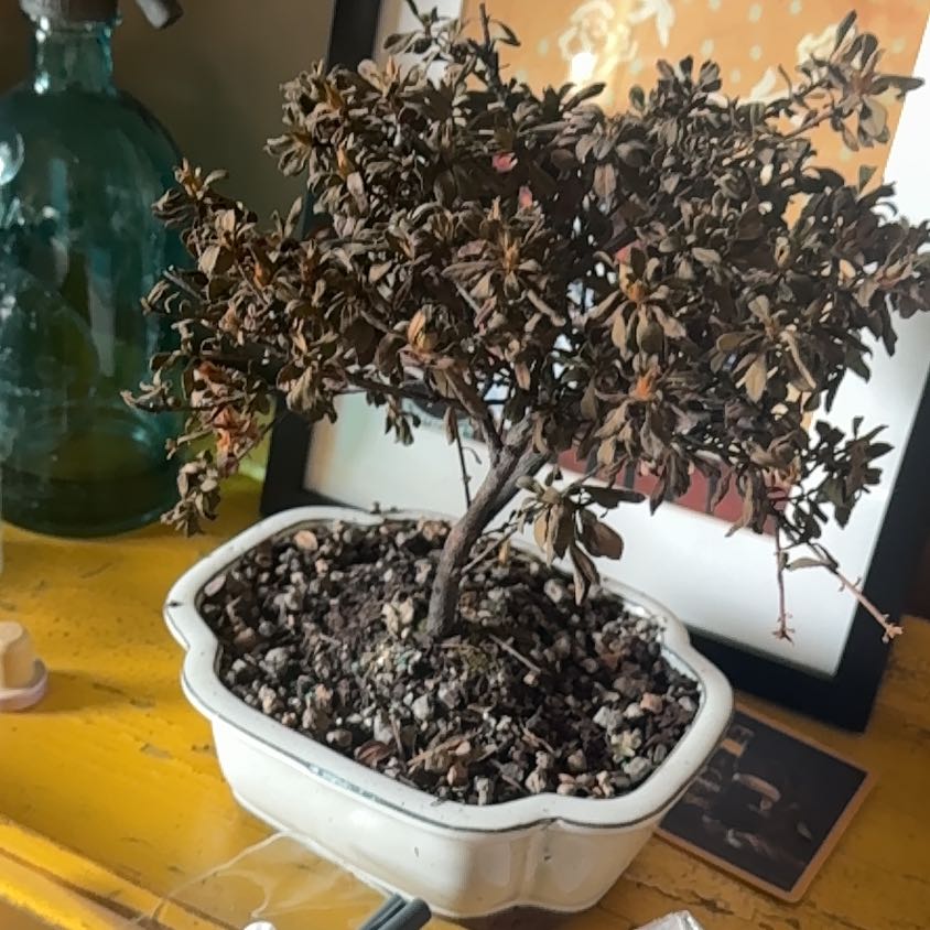 Photo of the plant species Satsuki by @RegalSedge13 named Rosa on Greg, the plant care app
