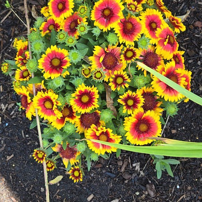 Photo of the plant species Great Blanket Flower by @DreamySaguaro7 named Madonna on Greg, the plant care app