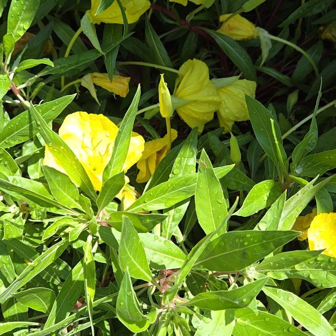Photo of the plant species Fremont's Evening Primrose by @DreamySaguaro7 named Athena on Greg, the plant care app
