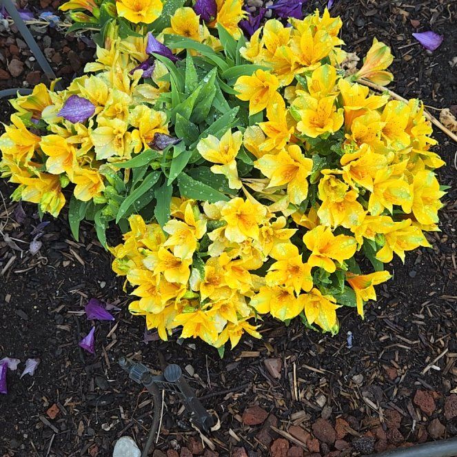 Photo of the plant species Yellow Bells by @DreamySaguaro7 named Bigleef Smalls on Greg, the plant care app