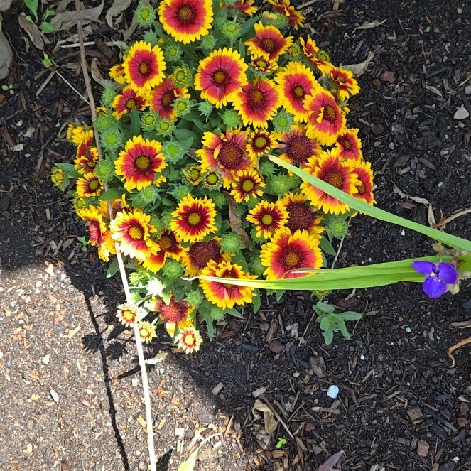 Photo of the plant species Great Blanket Flower by @DreamySaguaro7 named Robert Plant on Greg, the plant care app