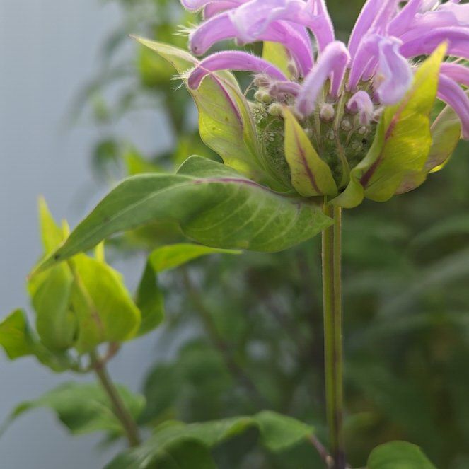 Photo of the plant species Wild Bergamot by @DreamySaguaro7 named Tolkien on Greg, the plant care app