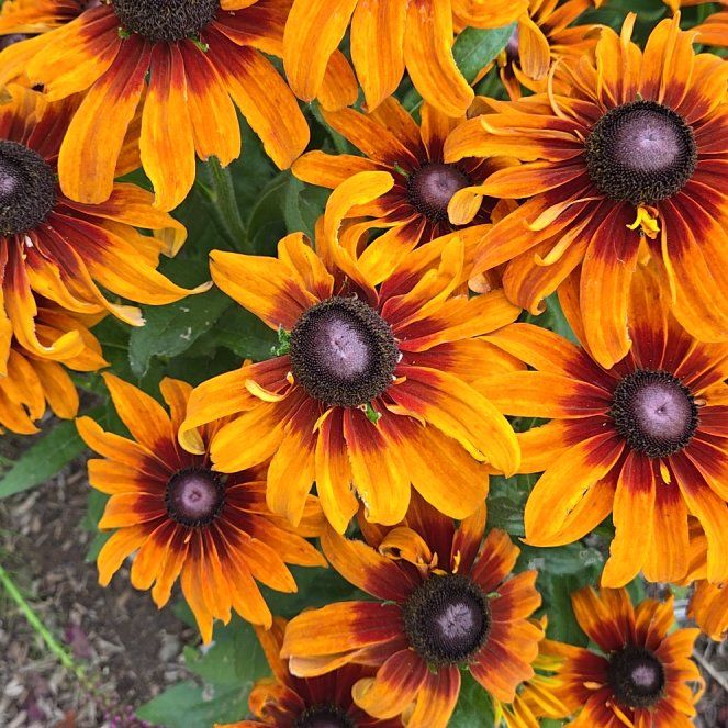 Photo of the plant species Blackeyed Susan by @DreamySaguaro7 named Treeyoncé on Greg, the plant care app