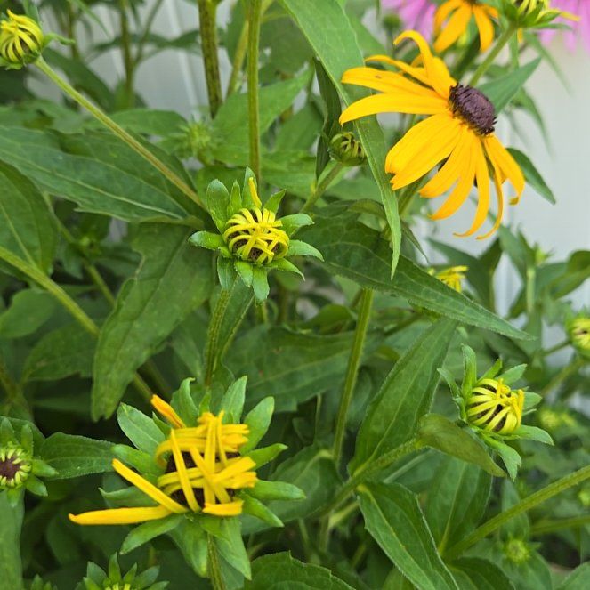 Photo of the plant species Blackeyed Susan by @DreamySaguaro7 named Huckleberry Fern on Greg, the plant care app