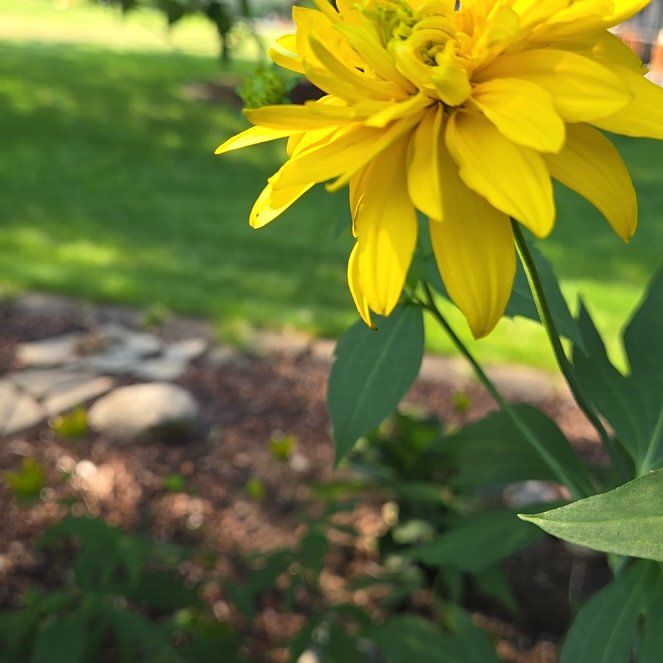 Photo of the plant species Coneflower by @DreamySaguaro7 named Ulysses S Plant on Greg, the plant care app