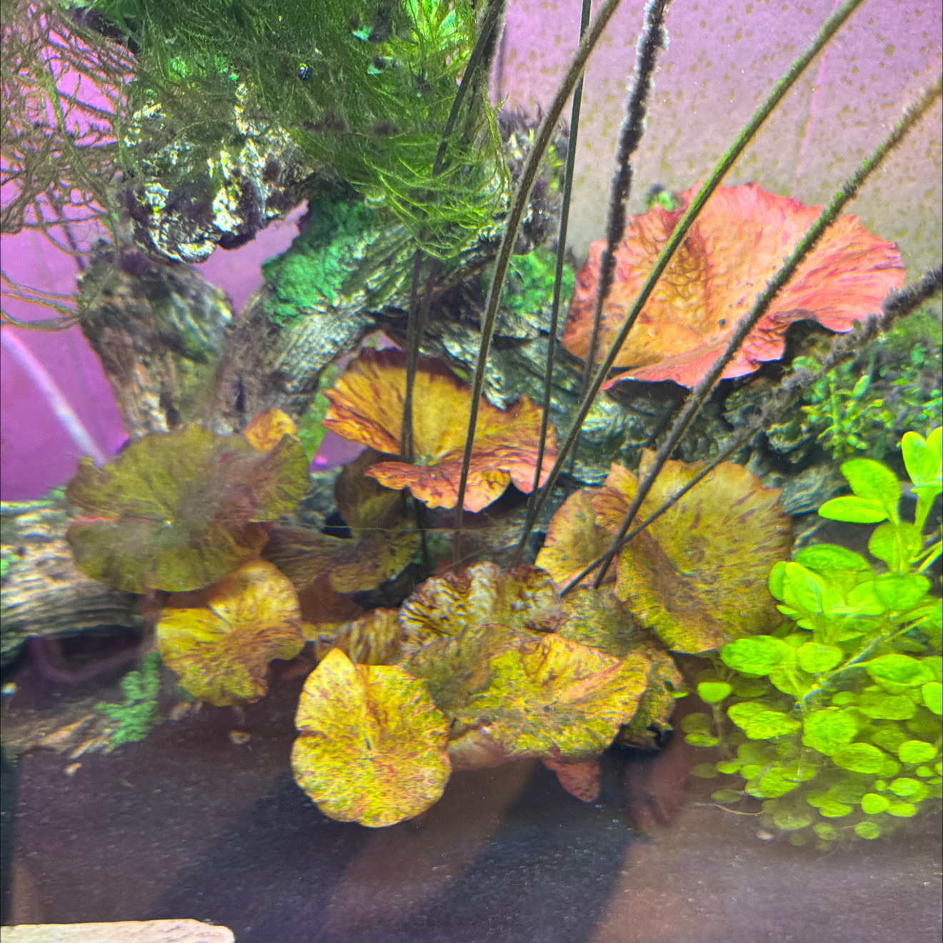 Photo of the plant species Tiger Lotus by @FreeEmoryoak24 named LiloStitch on Greg, the plant care app