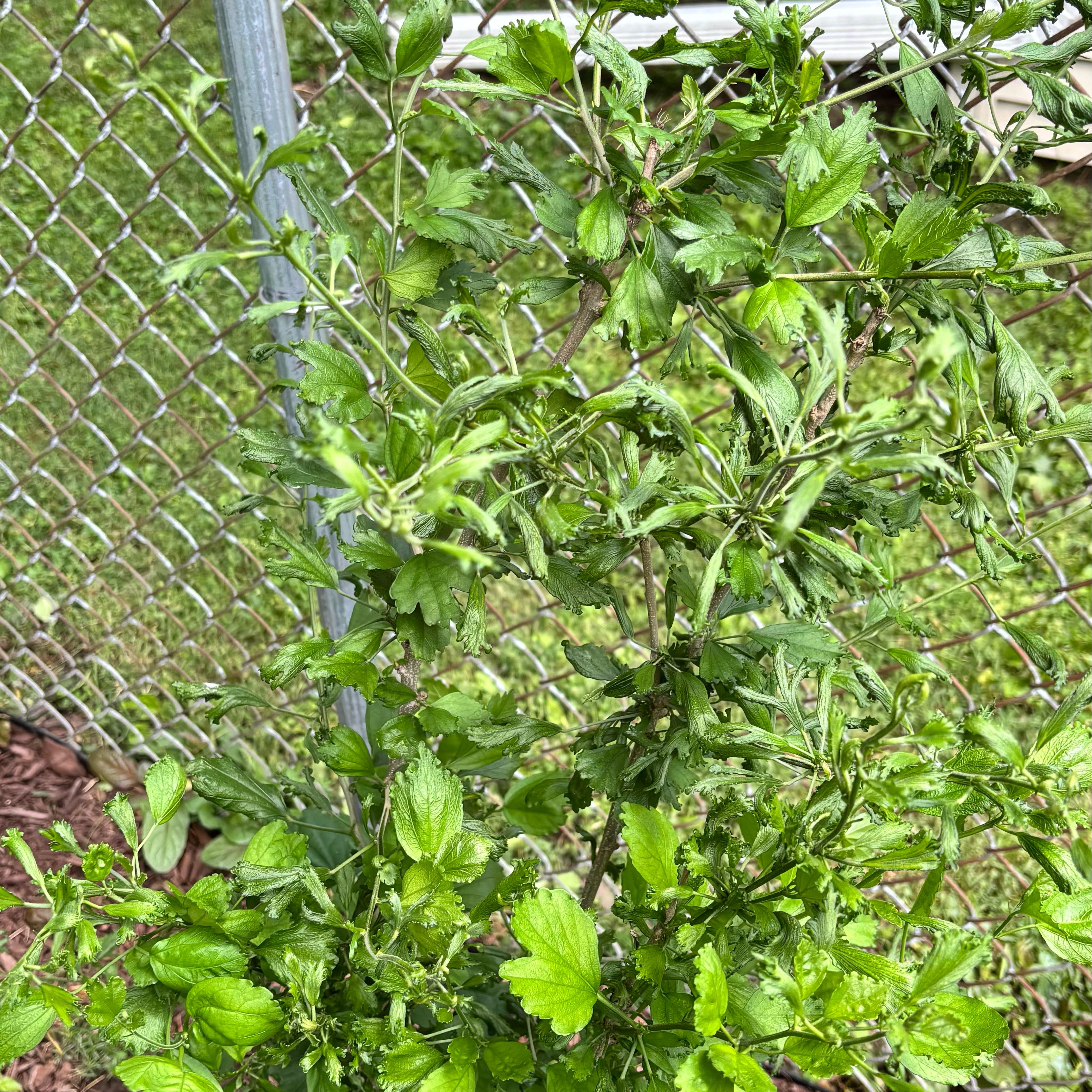 Photo of the plant species Korean Rose by @WelcomingTutsan named Planty on Greg, the plant care app