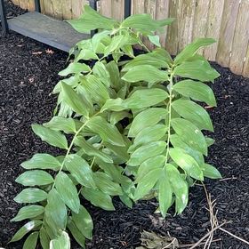 Photo of the plant species Common Solomon's Seal by @TryComet82 named Lola on Greg, the plant care app