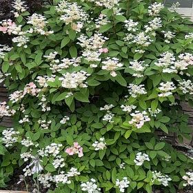 Photo of the plant species Panicle Hydrangea by @DesignerApple12 named Terra on Greg, the plant care app
