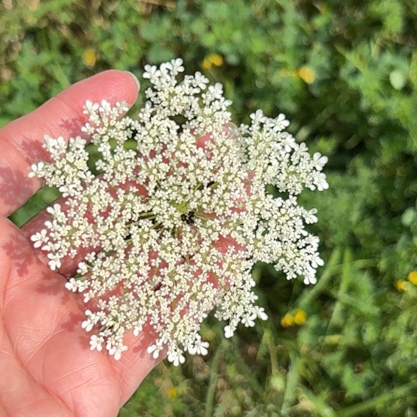Photo of the plant species Wild Carrot by @DesignerApple12 named Khaleesi on Greg, the plant care app