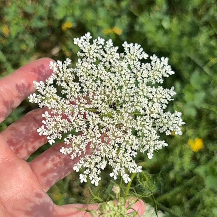 Photo of the plant species Wild Carrot by @DesignerApple12 named Mochi on Greg, the plant care app