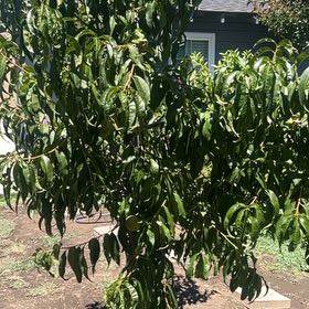 Photo of the plant species Peach Tree by @ToughGerbera44 named Stella on Greg, the plant care app