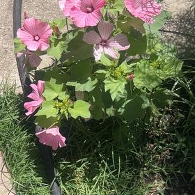 Photo of the plant species Royal Mallow by @ToughGerbera44 named Elle on Greg, the plant care app