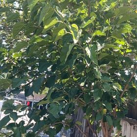 Photo of the plant species White Mulberry by @ToughGerbera44 named Kylie on Greg, the plant care app