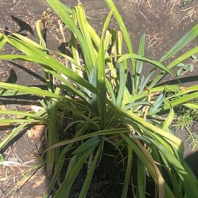 Photo of the plant species Tasman Flax-Lily by @ToughGerbera44 named Fernie Saunders on Greg, the plant care app