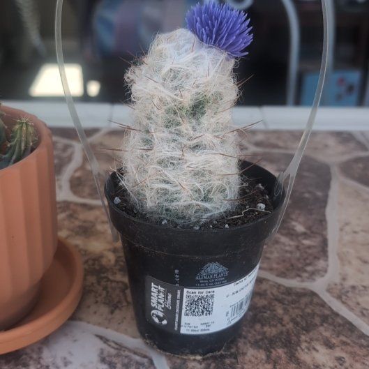 Photo of the plant species Peruvian Old Lady Cactus by @GuruPetunia93 named California on Greg, the plant care app