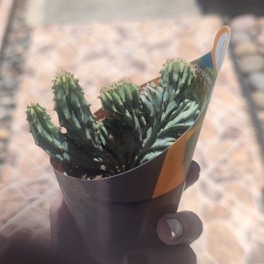 Photo of the plant species Crested Myrtillocactus by @GuruPetunia93 named Kansas on Greg, the plant care app