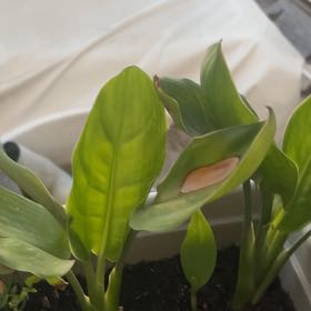 Photo of the plant species Bird of Paradise by @YesRedbean96 named Harry on Greg, the plant care app