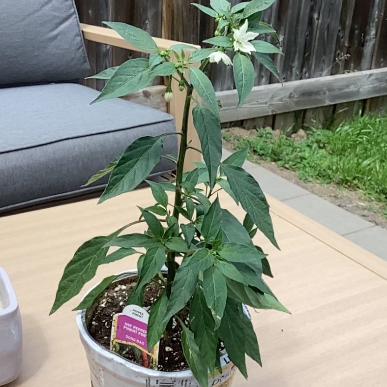 Photo of the plant species Hot Pepper by @OverseerGray22 named Figyonce on Greg, the plant care app