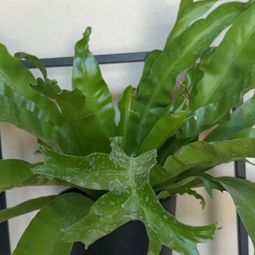 Photo of the plant species Green Flame Fern by @SnazzyMizuna60 named Luna on Greg, the plant care app
