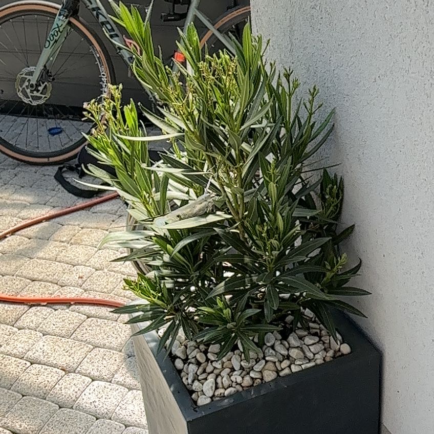 Photo of the plant species Oleander by @LeadingPignut85 named Aristotle on Greg, the plant care app