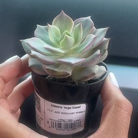 Photo of the plant species Angel Kissed by @AceSedumogon46 named Gaga on Greg, the plant care app