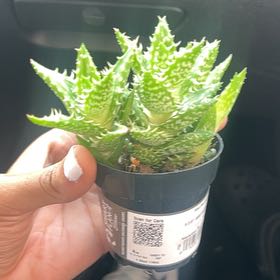 Photo of the plant species Aloe zanzibarica by @AceSedumogon46 named LiloStitch on Greg, the plant care app