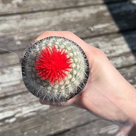 Photo of the plant species Button Cactus by @PrinceAlmond40 named elcacto on Greg, the plant care app