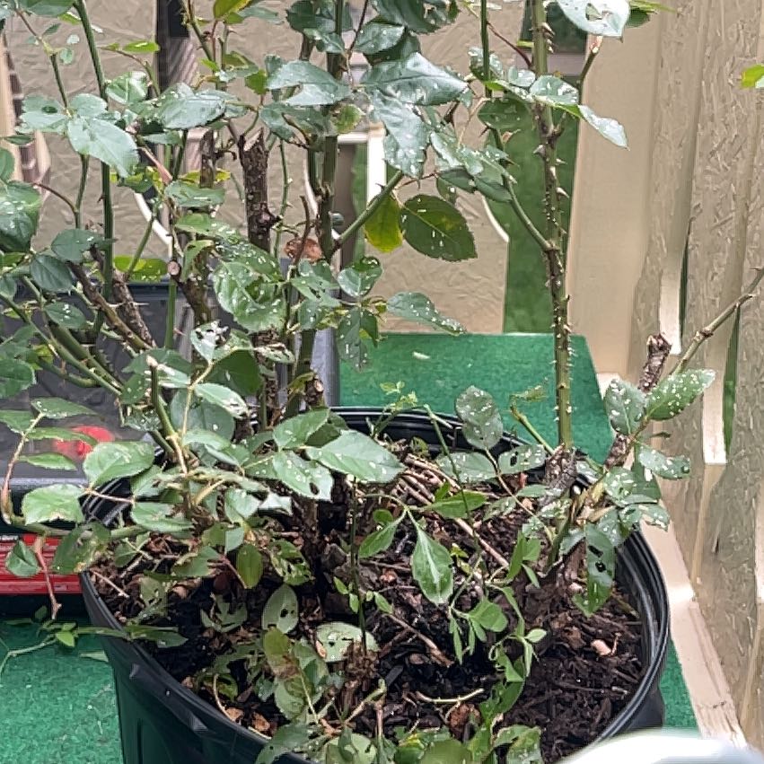 Photo of the plant species Knockout Red Rose by @SlickRaspfern76 named Gobi on Greg, the plant care app