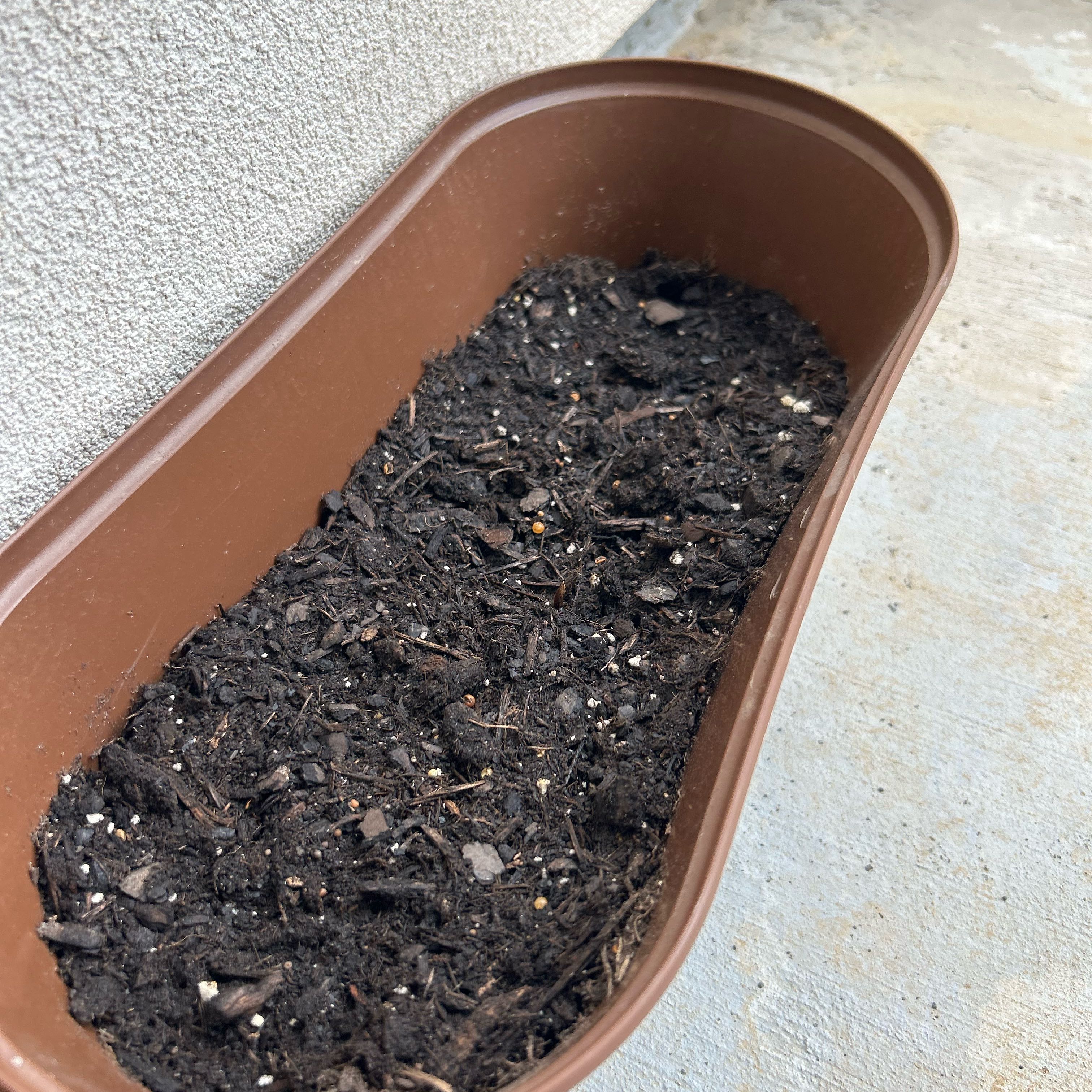 Photo of the plant species Kale by @IconFilbert47 named Madonna on Greg, the plant care app