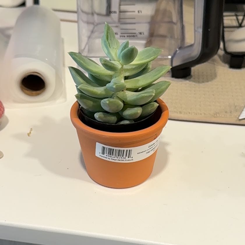 Photo of the plant species Sedeveria 'Harry Butterfield' by @FunPotato49 named Remington on Greg, the plant care app