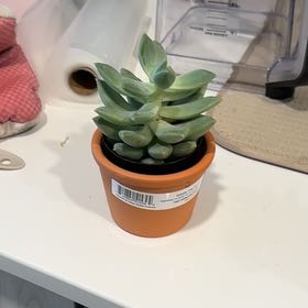 Photo of the plant species Pachyphytum 'Aquamarine' by @FunPotato49 named Sol on Greg, the plant care app