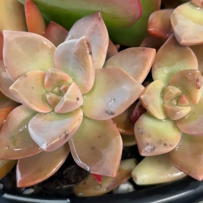 Photo of the plant species Pink Champagne Echeveria by @PetOrchid88 named Rosé on Greg, the plant care app