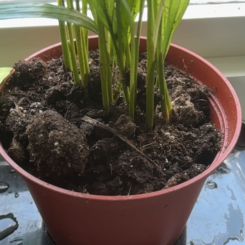 Photo of the plant species Mauritius Hemp by @FineFeijoa86 named Hemp on Greg, the plant care app