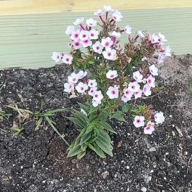 Photo of the plant species Drummond's Phlox by @FantasticYuzu named Harry on Greg, the plant care app