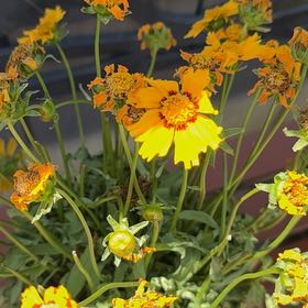 Photo of the plant species Lanceleaf Tickseed by @FamouslyAlula83 named Sunshine in on Greg, the plant care app