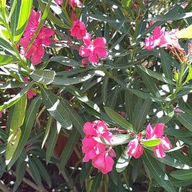 Photo of the plant species Oleander by @FamouslyAlula83 named Athena on Greg, the plant care app