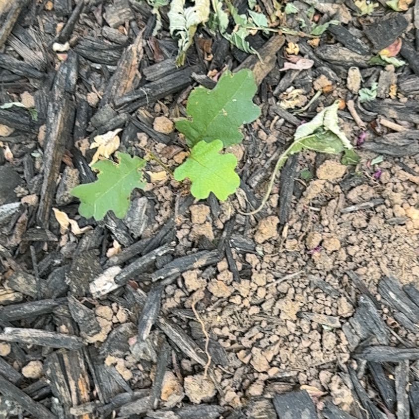 Photo of the plant species White Oak by @FamouslyAlula83 named Hamilton on Greg, the plant care app