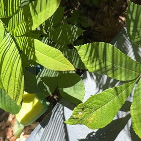 Photo of the plant species Carya Glabra by @FamouslyAlula83 named Maya on Greg, the plant care app