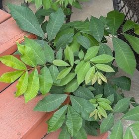 Photo of the plant species Brazilian Peppertree by @FamouslyAlula83 named Gomez on Greg, the plant care app