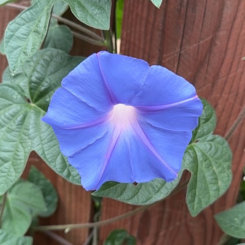 Photo of the plant species Oceanblue Morning-Glory by @FamouslyAlula83 named Kobe on Greg, the plant care app