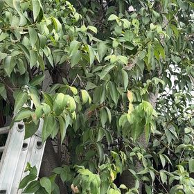 Photo of the plant species Glossy Privet by @FamouslyAlula83 named Sherlock on Greg, the plant care app