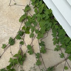 Photo of the plant species Ivyleaf Morning-Glory by @FamouslyAlula83 named Osmo on Greg, the plant care app