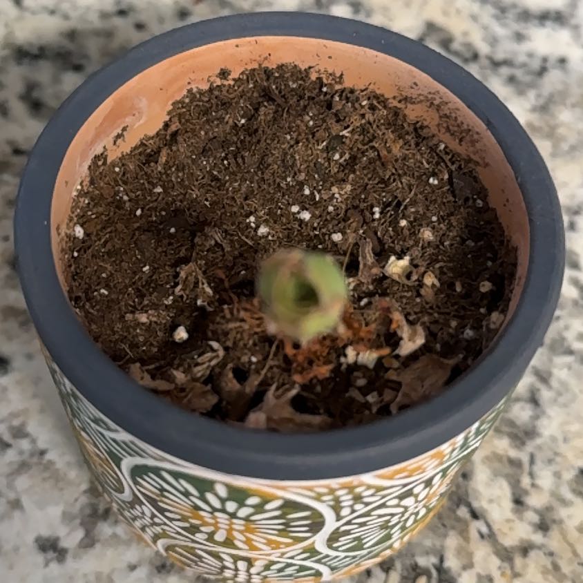 Photo of the plant species Succulents by @FamouslyAlula83 named Baby on Greg, the plant care app