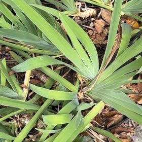 Photo of the plant species Blackberry Lily by @FamouslyAlula83 named Gobi on Greg, the plant care app