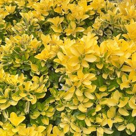Photo of the plant species Japanese Spindle by @FamouslyAlula83 named Surya on Greg, the plant care app