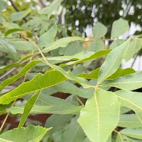 Photo of the plant species Pecan by @FamouslyAlula83 named Mochi on Greg, the plant care app