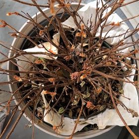 Photo of the plant species Azalea by @FamouslyAlula83 named Anne on Greg, the plant care app